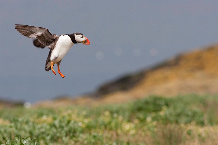 Papageitaucher Fratercula arctica Atlantic Puffin